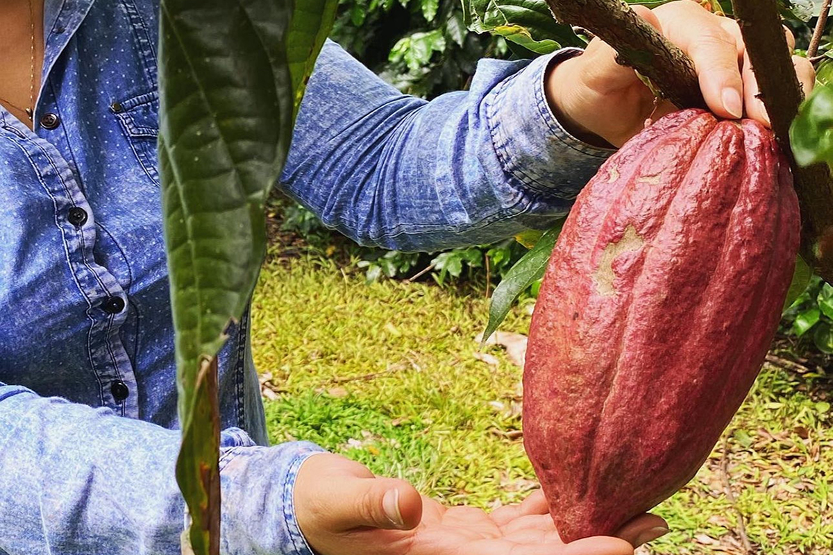 Palm Kernel Biochar